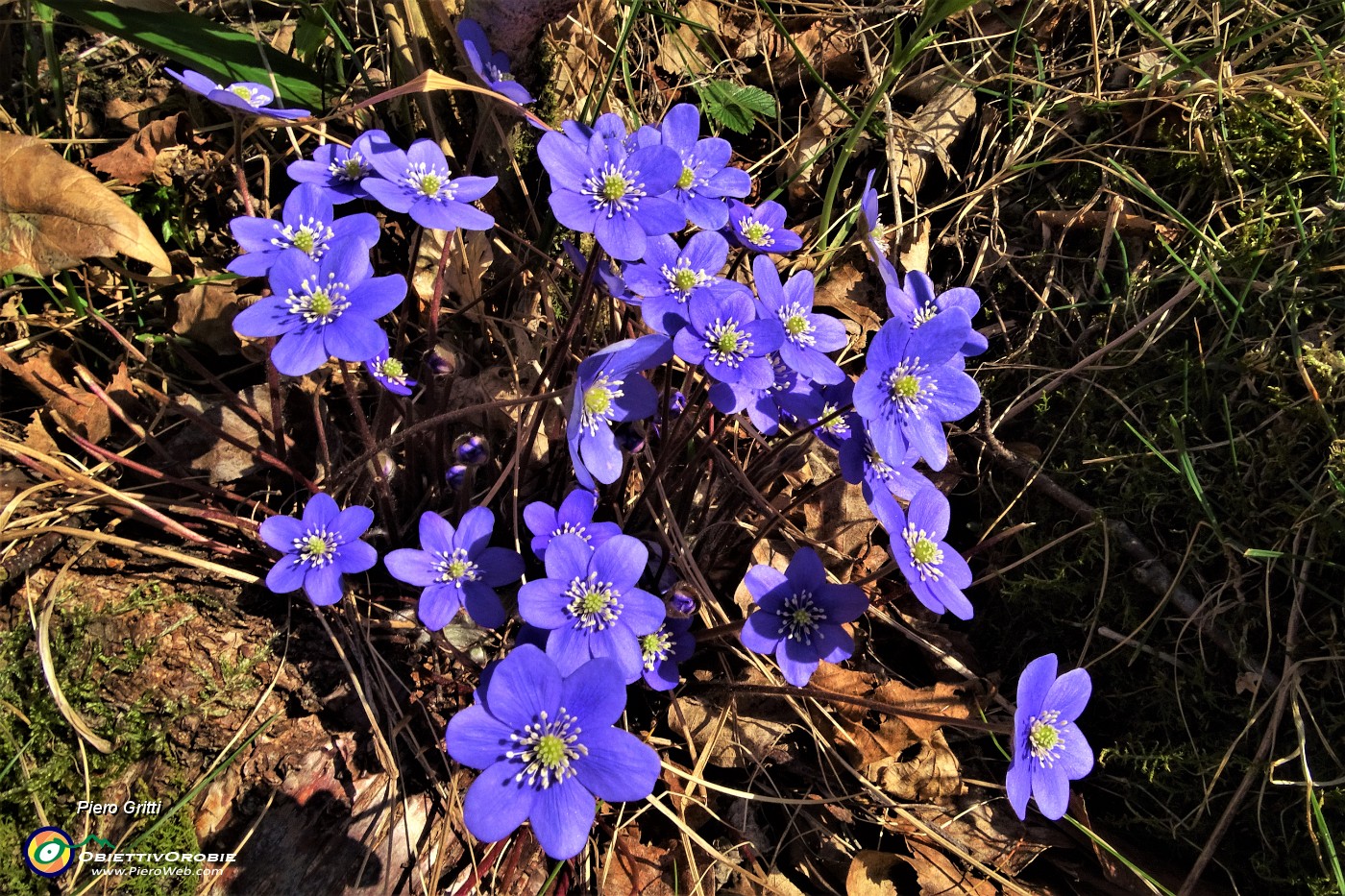 60 Erba trinita (Hepatica nobilis).JPG